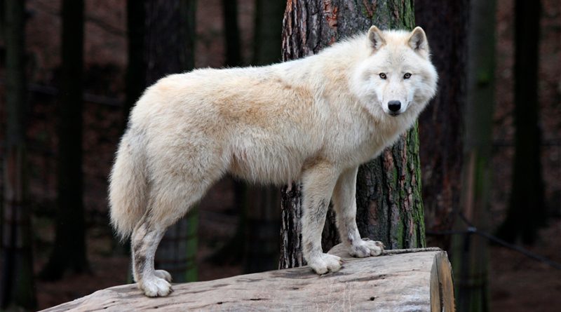 Logran clonar lobo ártico en China