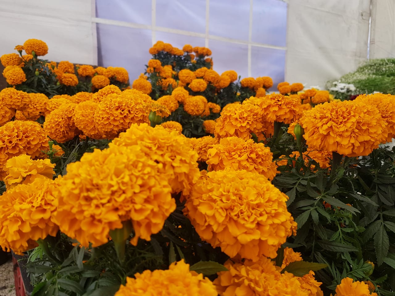 Sabes cuánto cuestan las flores para este Día de Muertos en Toluca?