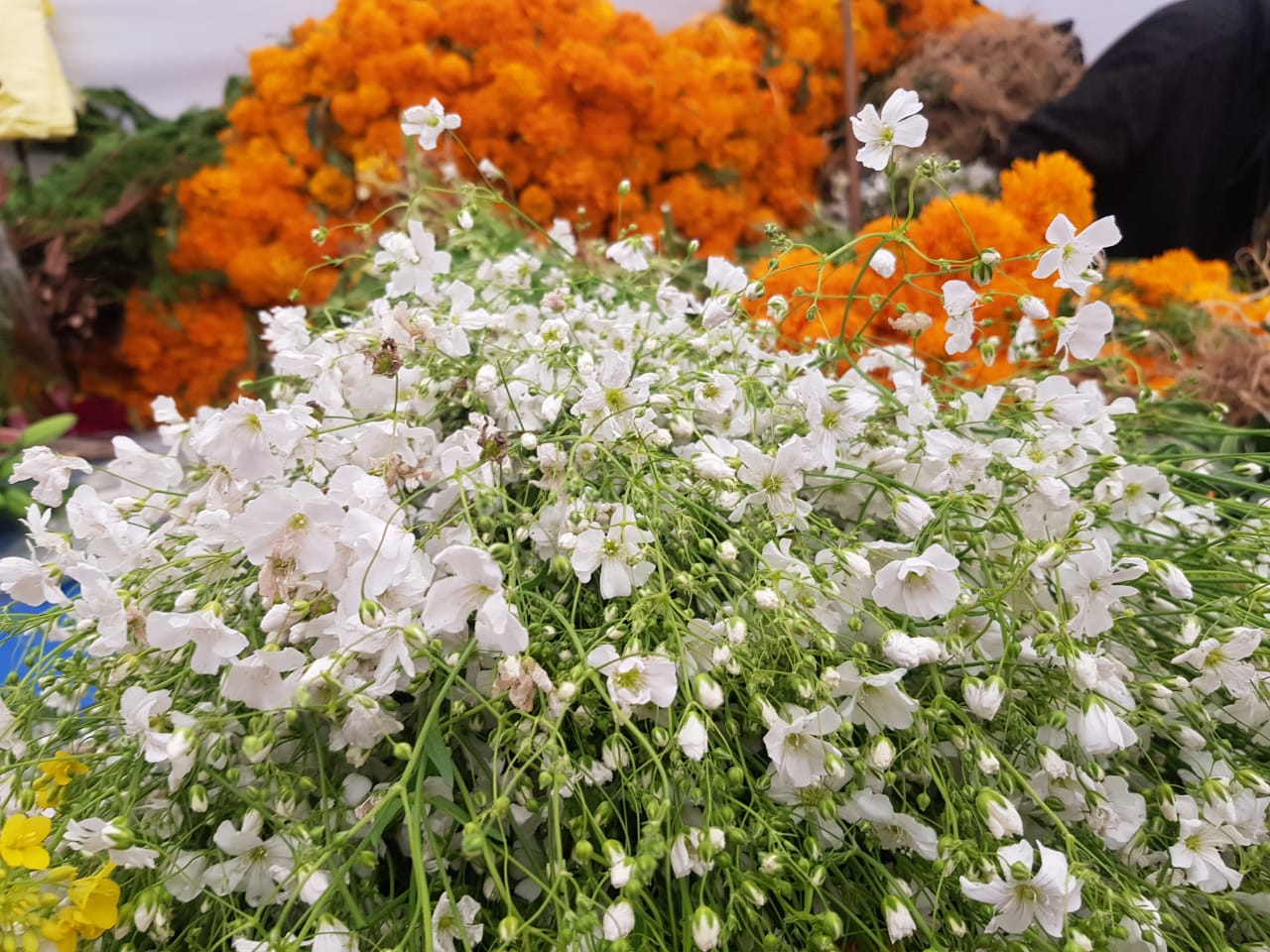 Sabes cuánto cuestan las flores para este Día de Muertos en Toluca?