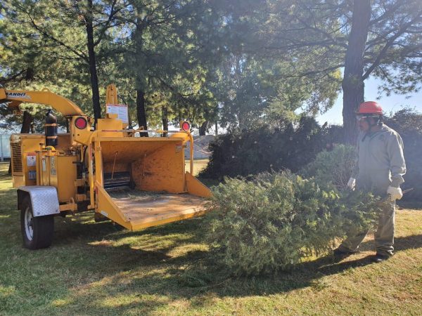 Probosque inicia campaña de reciclaje de árboles de navidad naturales