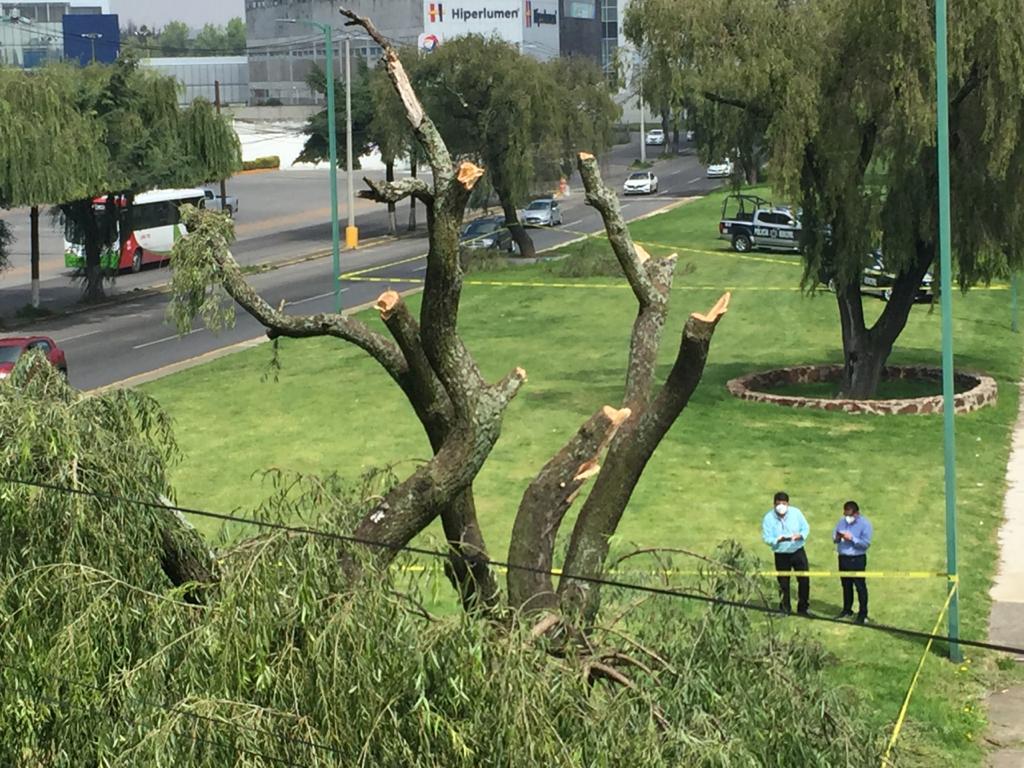 Liberan a responsables de poda ilegal de árboles de Metepec