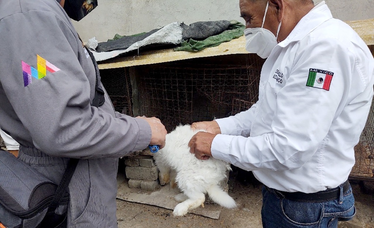 Al cierre de 2021 concluyó la vacunación contra la Hemorragia Viral del Conejo