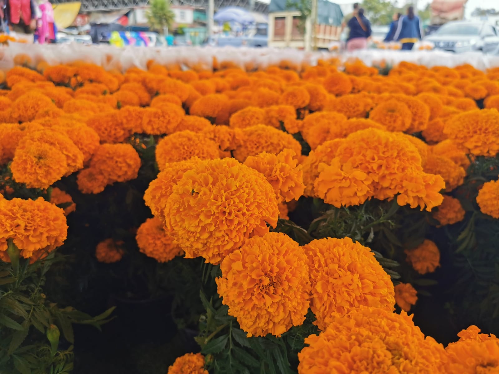 Incrementan ventas de vendedores de flor de cempasúchil en la Central de  Abasto en Toluca