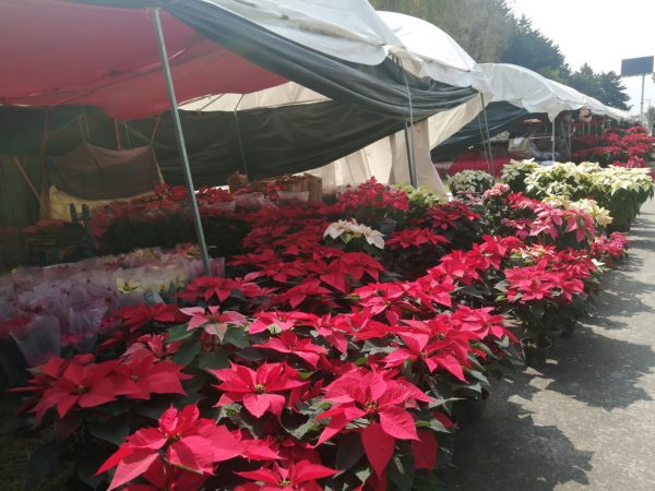 Reportan alza en venta de flores de nochebuena en Toluca