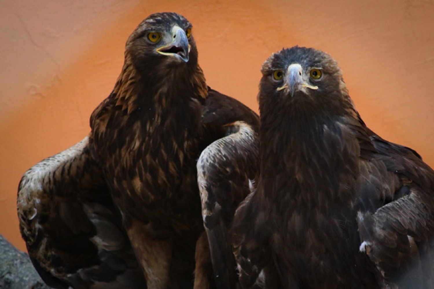 Águila real se reproduce en el Parque Ecológico Zacango