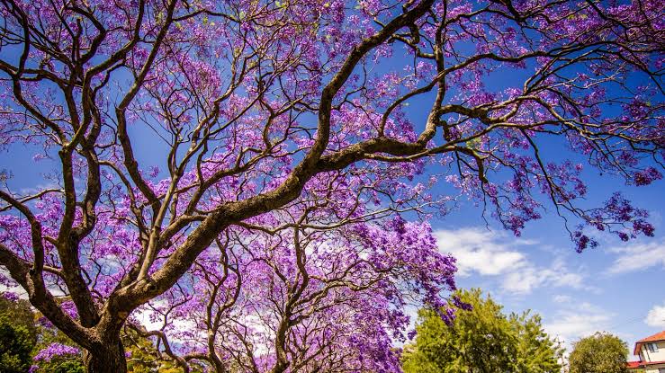 Jacarandas de CDMX podrían decirnos algo sobre la gravedad del cambio climático