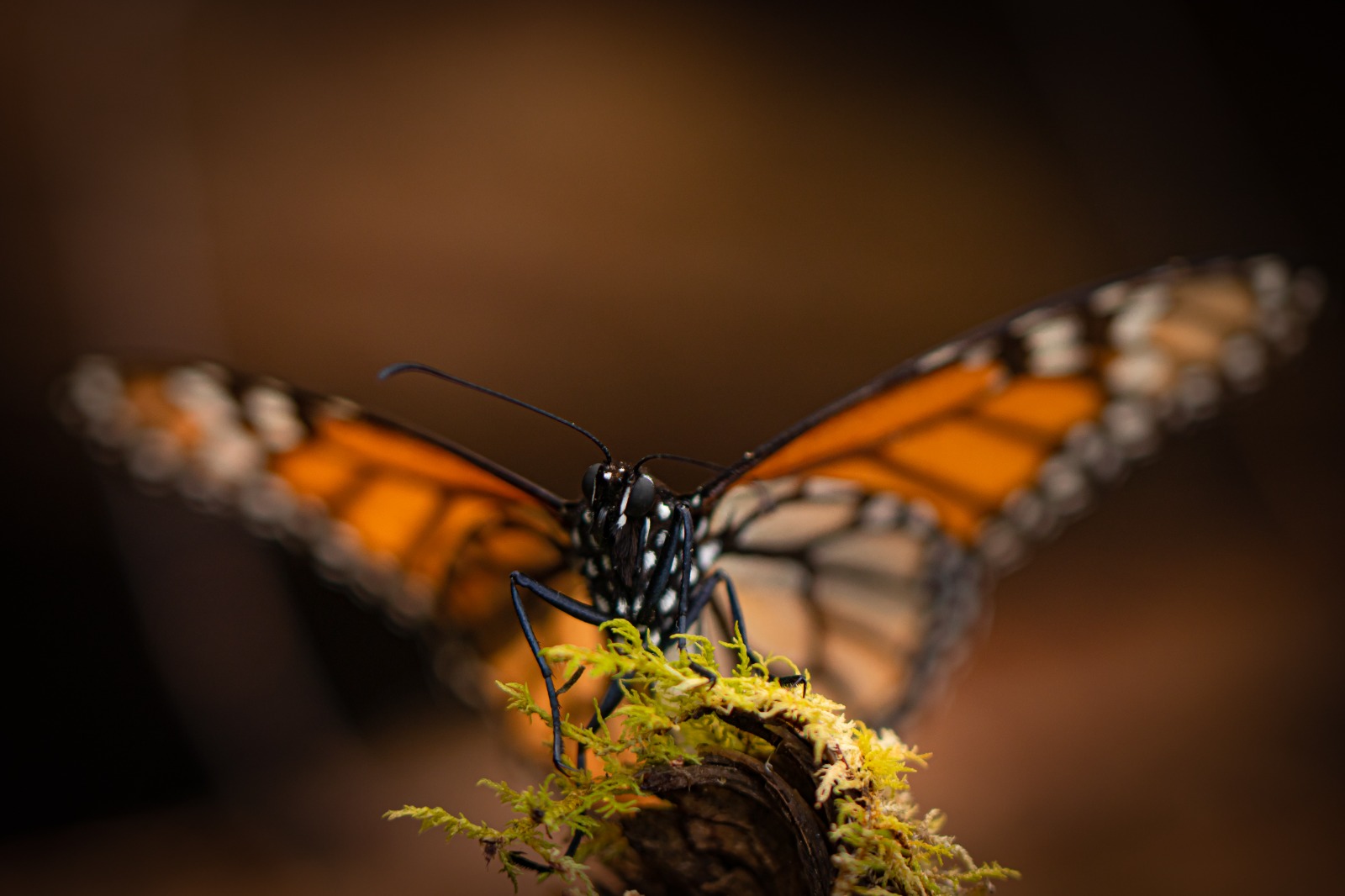 GEM realizará estrategia integral para rescatar y preservar presencia de la mariposa monarca