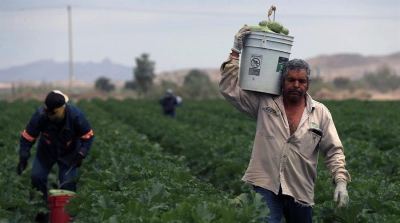 Agricultores mexicanos enfrentan la sequía con técnicas innovadoras