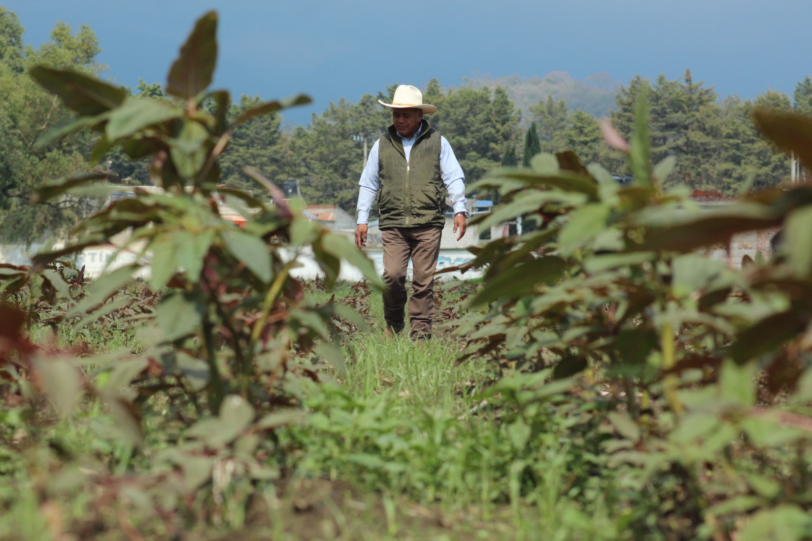 Edoméx y SADER fortalecen el cultivo de amaranto en la zona oriente de ...