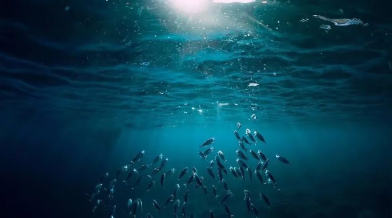 Descubrieron fuentes de oxígeno en las profundidades del Océano Pacífico