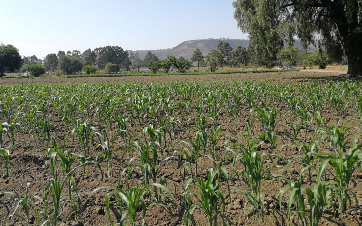 SeCampo presenta Programa de Atención a Siniestros Agroclimáticos