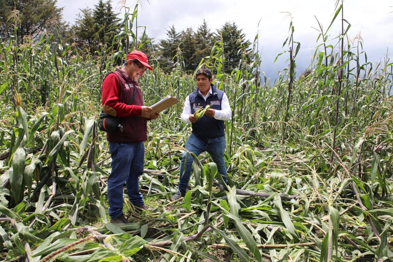 Verifica SeCampo afectaciones al maíz en parcelas de pueblos originarios