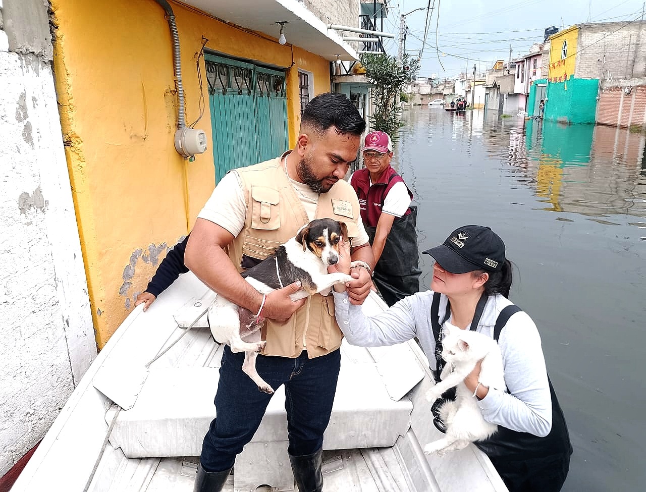 Trabajan en Chalco brigadas de bienestar animal; habilitan tres albergues para los seres sintientes