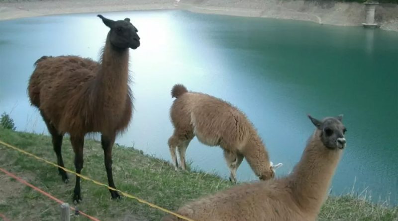 Investigadores crean anticuerpos híbridos de llama-humano para combatir el VIH