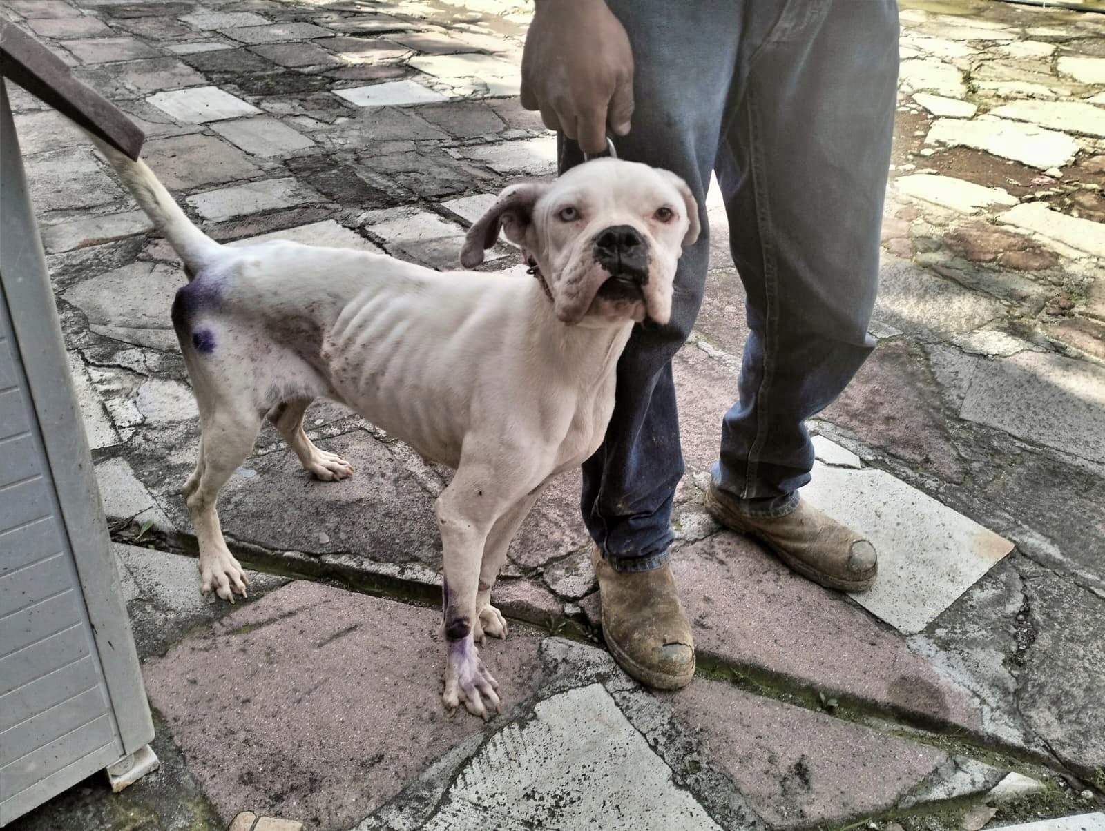 Propaem rescata a dos caninos con desnutrición severa en Huixquilucan