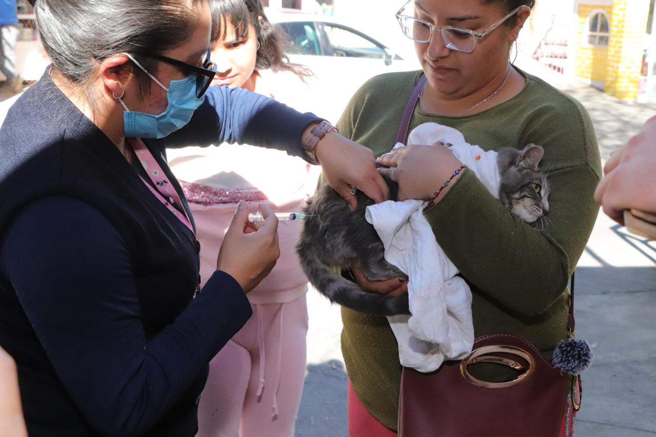 Edoméx alcanza más del 95% en vacunación antirrábica canina y felina